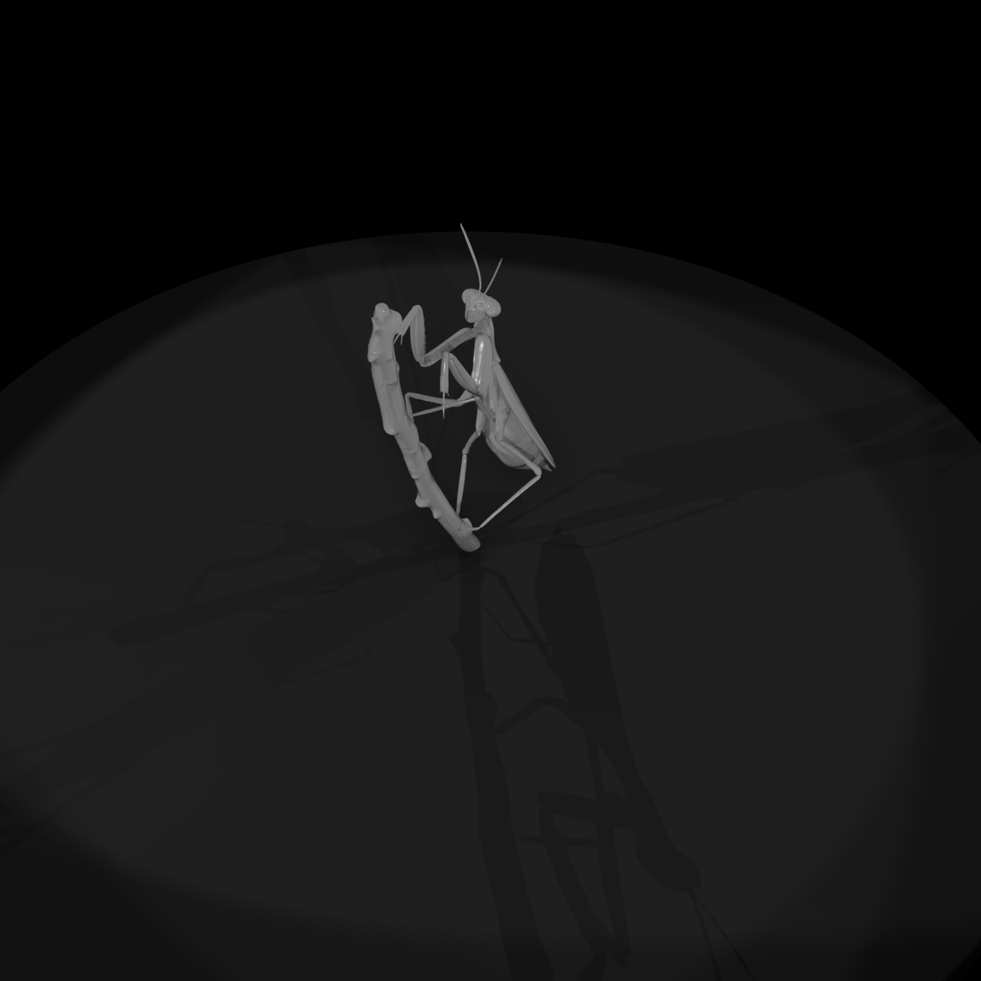 Praying Mantis — Accent