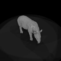 ant-253-malayan-tapir-male — thumbnail 6