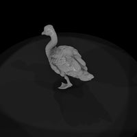 ant-123-mute-swan-adolescent — thumbnail 6