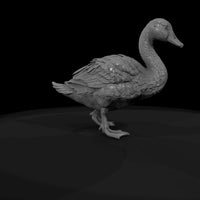 ant-123-mute-swan-adolescent — thumbnail 7