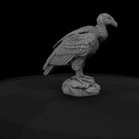 ant-297-andean-condor-adolescent — thumbnail 7