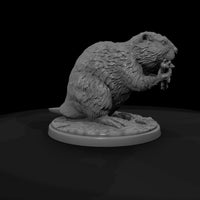 ant-187-beaver-male — thumbnail 7