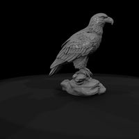 ant-112-bald-eagle-male — thumbnail 7