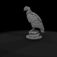ant-295-andean-condor-male — thumbnail 7