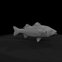 striped-bass-miniature-3d-printable-for-dioramas-model-railroads-886837 — thumbnail 8