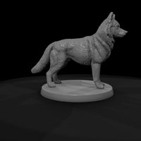 anim-06-siberian-husky-3ba202 — thumbnail 8