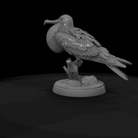ant-136-frigatebird-male — thumbnail 7