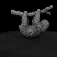 ant-202-three-toed-sloth-male — thumbnail 7
