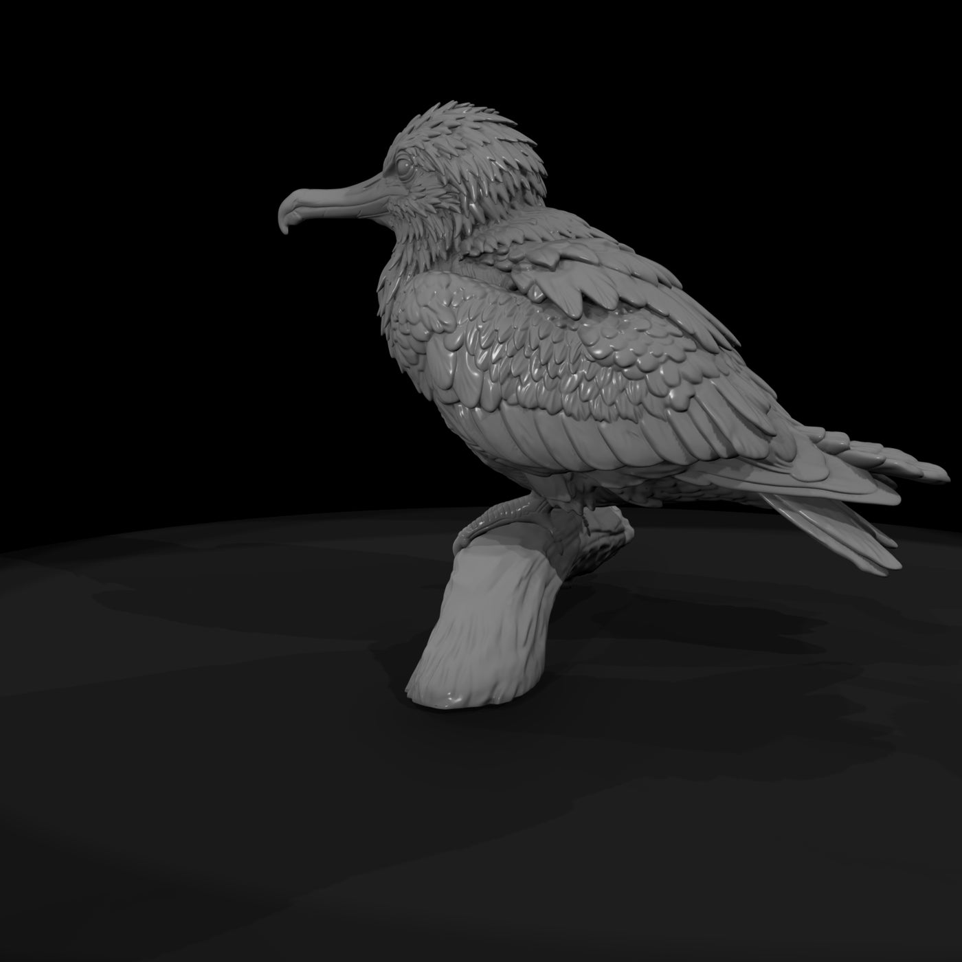 ant-138-frigatebird-adolescent