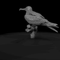 ant-137-frigatebird-female — thumbnail 7