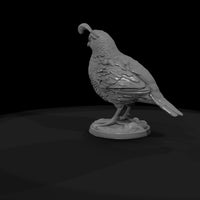 ww-0349-animal-gambel-s-quail — thumbnail 7