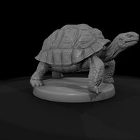 Giant Land Tortoise — thumbnail 8