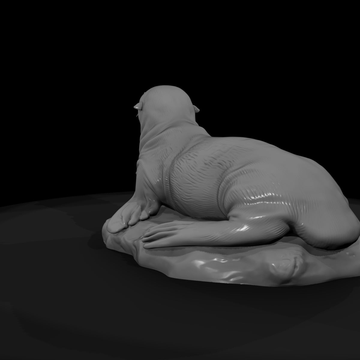 ant-141-sea-lion-adolescent