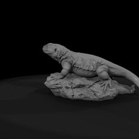 ww-0337-animal-chuckwalla — thumbnail 7