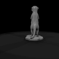 ant-190-meerkat-male — thumbnail 7