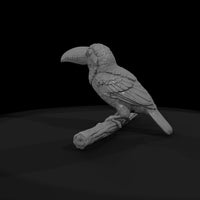 ant-288-toco-toucan-adolescent — thumbnail 7