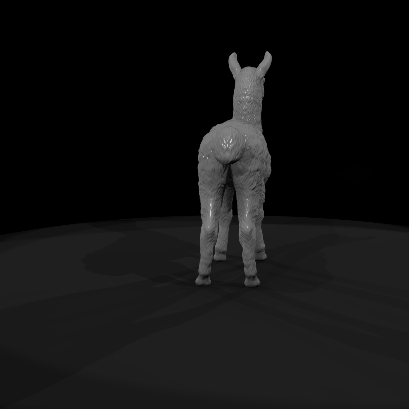 Young Llama