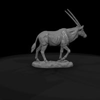 ant-230-gemsbok-female — thumbnail 7
