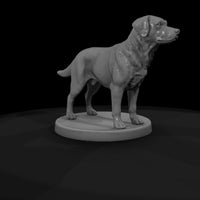 anim-01-labrador-retriever-15c005 — thumbnail 8