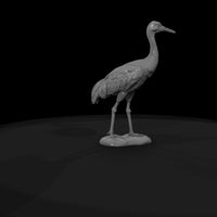 ant-131-sandhill-crane-female — thumbnail 7