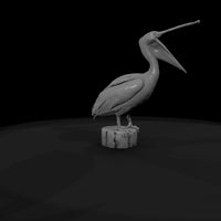 20260612-white-pelican-open-beak-6d77ccd036 — thumbnail 7