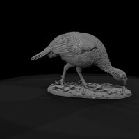 ant-101-wild-turkey-female — thumbnail 7