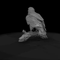 ant-114-bald-eagle-adolescent — thumbnail 7