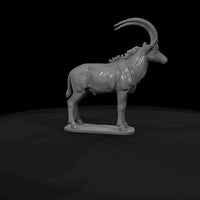 ant-232-sable-antelope-male — thumbnail 7