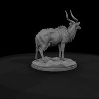 ant-244-nyala-male — thumbnail 7