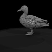 ant-088-mallard-male — thumbnail 7