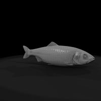 realistic-herring-fish-miniature-for-dioramas-displays-706325 — thumbnail 8