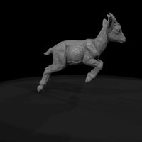 ant-282-markhor-adolescent — thumbnail 7