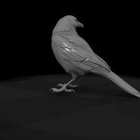20260612-black-crow-bird-b98ca4224b — thumbnail 7
