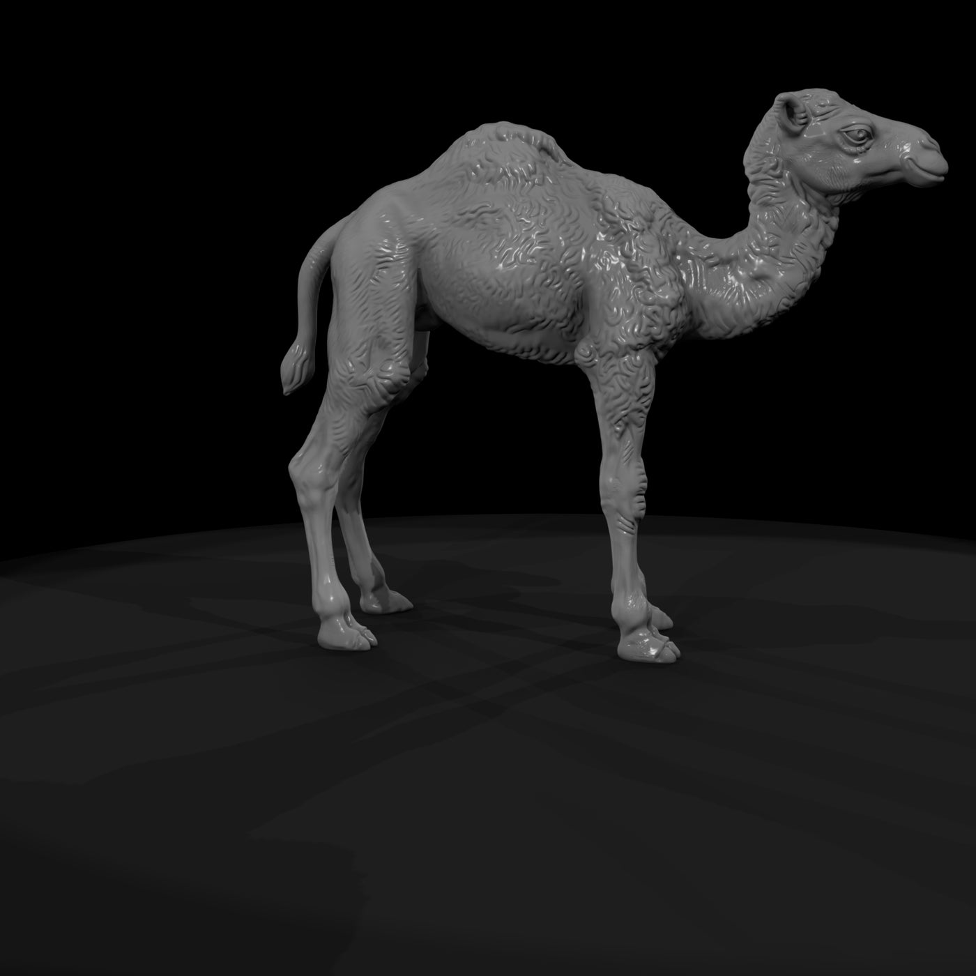 ant-216-dromedary-camel-adolescent-57b1e3