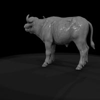 ant-225-cape-buffalo-adolescent — thumbnail 7