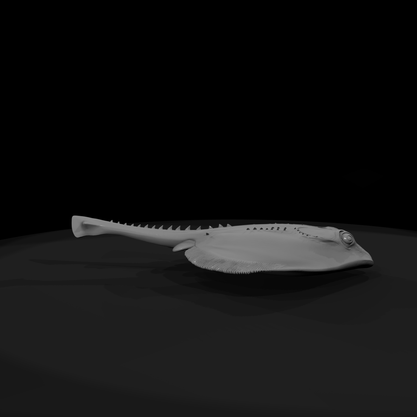 Detailed Stingray & Display