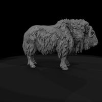 ant-272-musk-ox-female — thumbnail 7