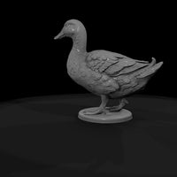 ww-0310-animal-duck — thumbnail 7