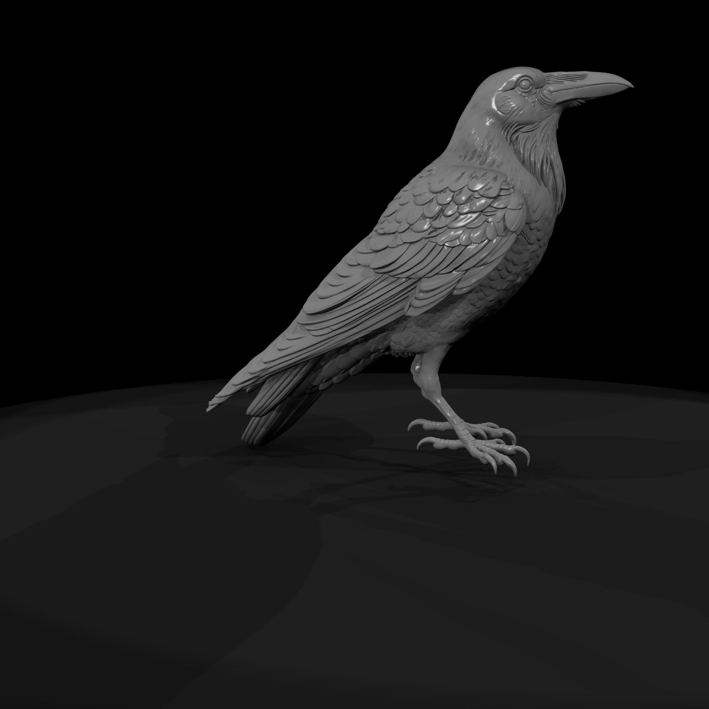 20260612-black-crow-bird-9e24e12319