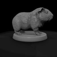 anim-27-guinea-pig-4a4412 — thumbnail 7