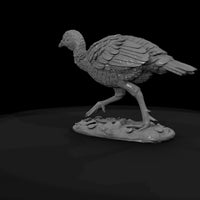 ant-102-wild-turkey-adolescent — thumbnail 7