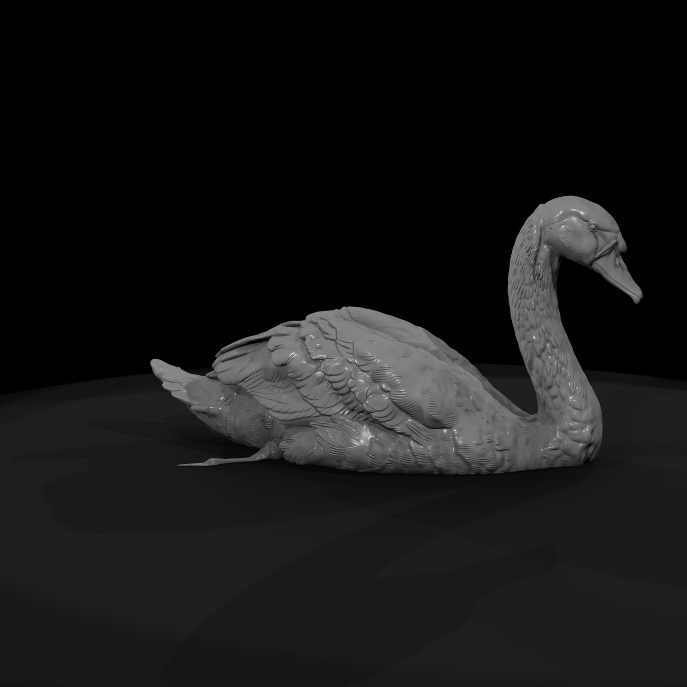 ant-122-mute-swan-female