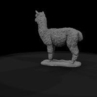 ant-220-alpaca-male — thumbnail 7