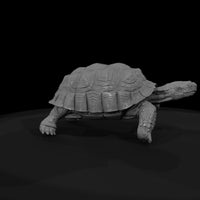 ww-0335-animal-desert-tortoise — thumbnail 7