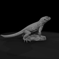 ww-0338-animal-collared-lizard — thumbnail 7