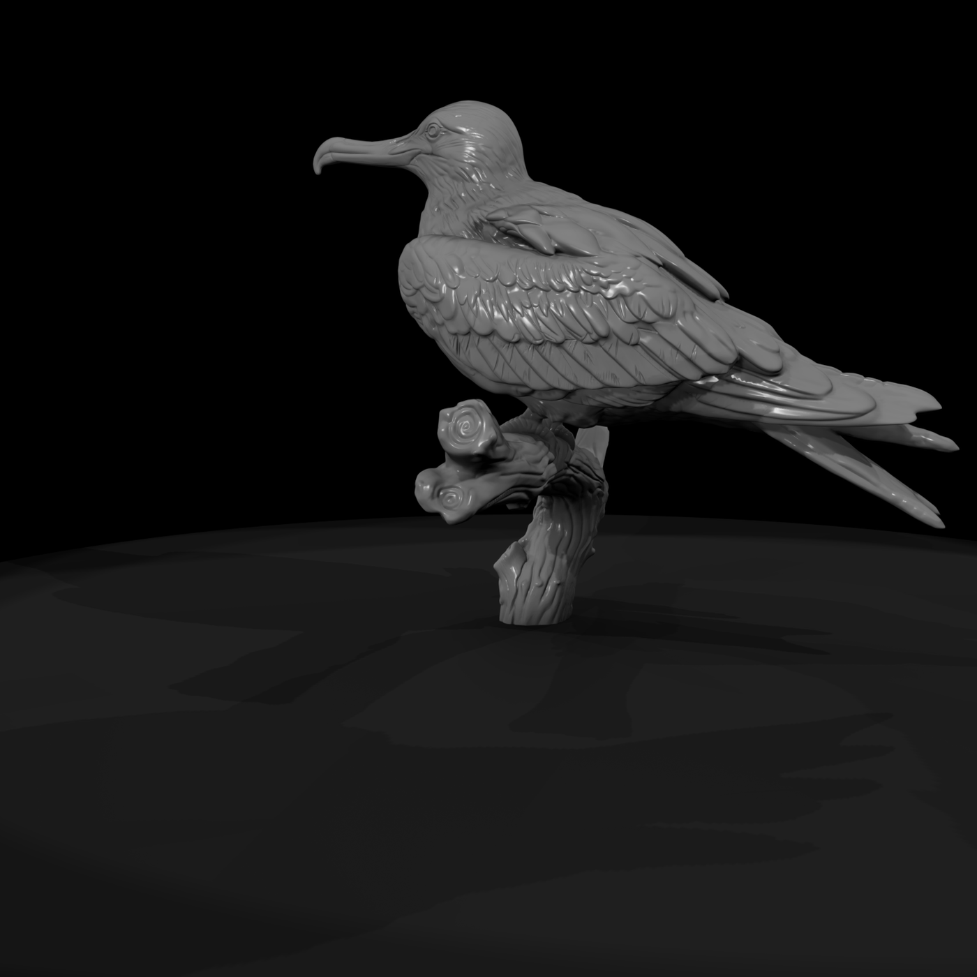 Ant 137 Frigatebird Female