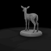 ant-066-impala-adolescent — thumbnail 7