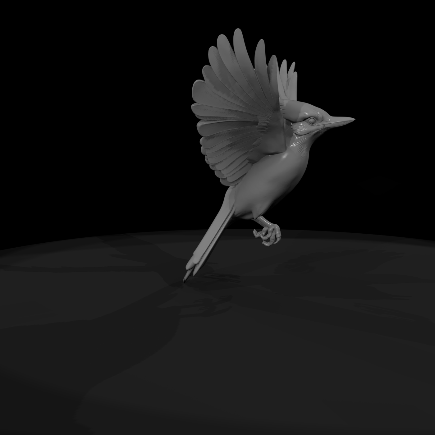 Blue Jay Perched — Bird