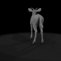 ant-069-greater-kudu-adolescent — thumbnail 7