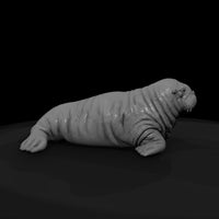 ant-144-walrus-adolescent — thumbnail 7